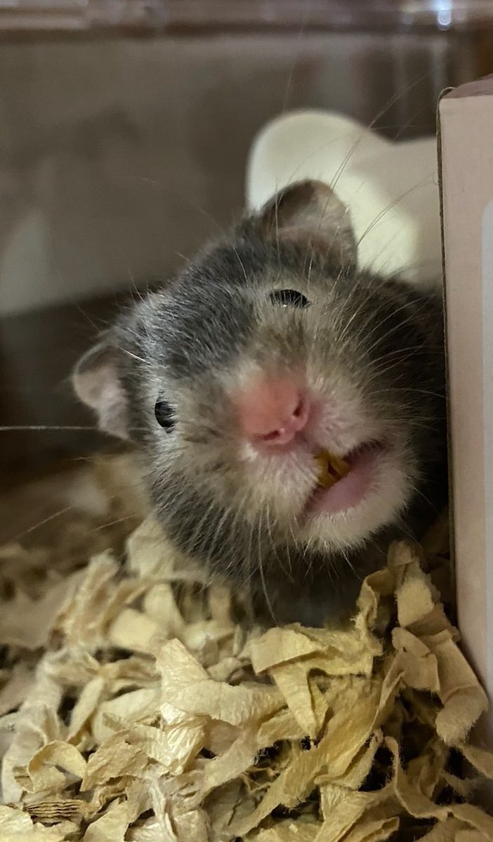 ひょっこりポテちゃん🤭
今日も1日頑張るね(∩´∀`∩)♡

＃ハムスターのいる暮らし 
#ハムスター 
#ハムスター好きと繋がりたい