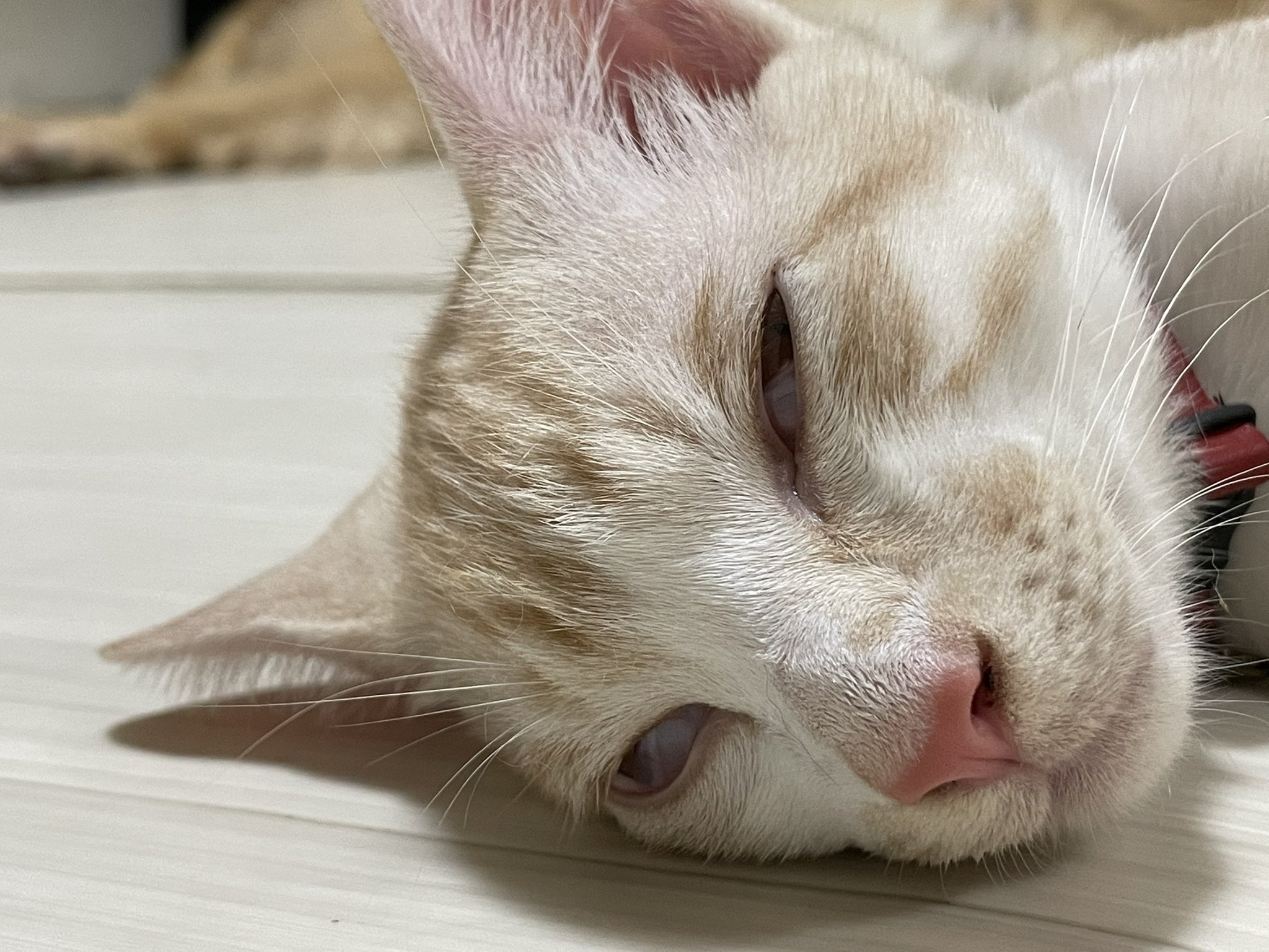ブサイク Cerca Del Twitter Twitter