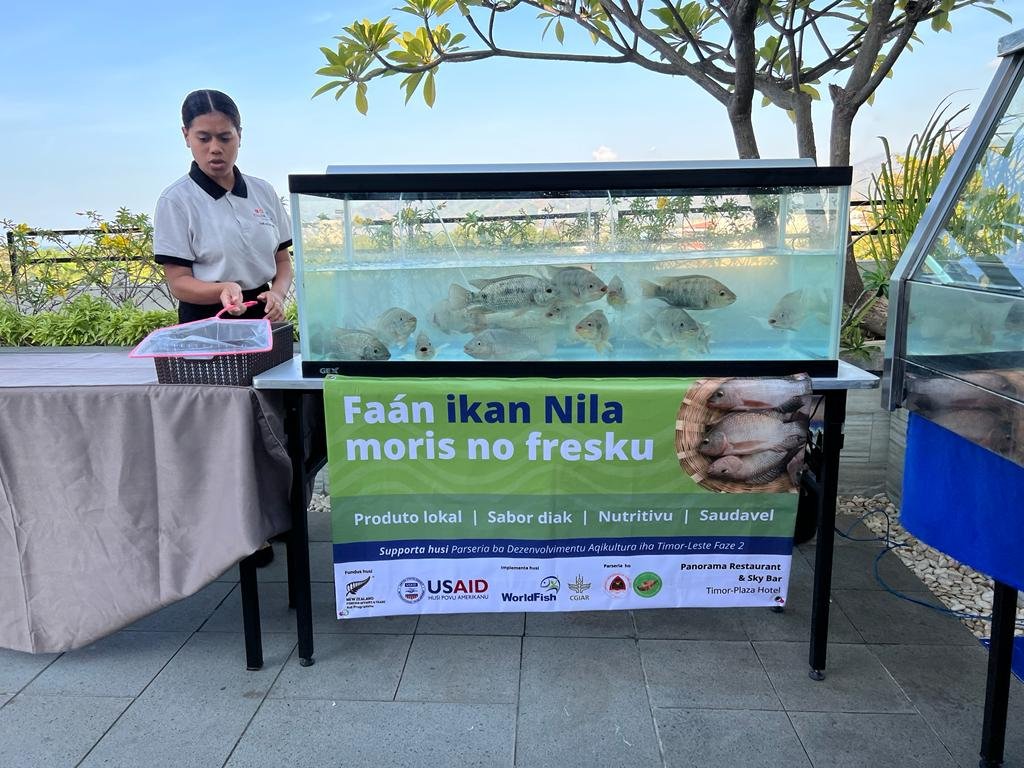 Fresh tilapia was a new menu item at Sky Bar, @TimorPlaza, last Fri - with 17 of 20 tilapia meals sold. It will now be a regular menu item, giving local fish farmers another place to sell tilapia 🐟 #TimorLeste @WorldFishCenter @TimorPlaza @TimorEmbassyNZ @USAIDTimorLeste