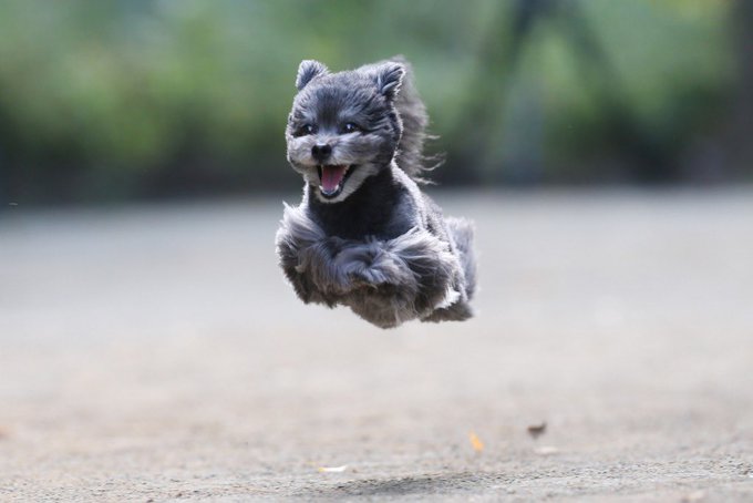 トヨタ シエンタのcmに出ている犬の犬種は何 愛くるしい顔が印象的 Mitsuゆる日記