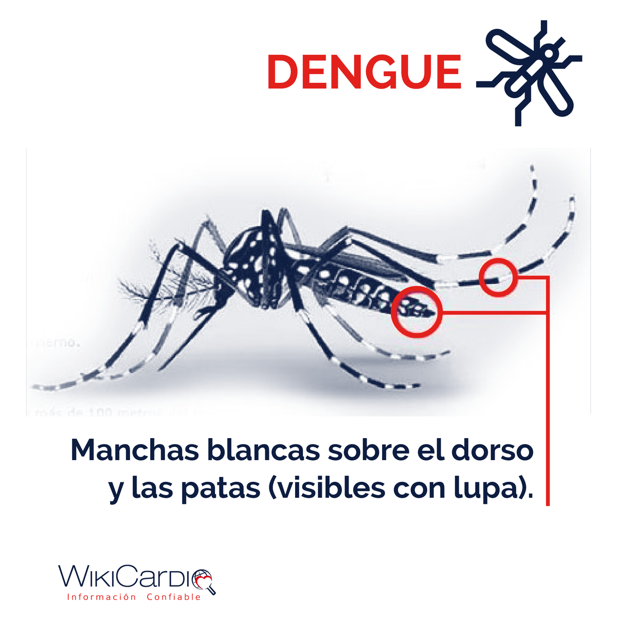 Wiki_Cardio's tweet photo. ¿Qué es el dengue?

El dengue es una enfermedad viral que se transmite únicamente a través de la picadura de la hembra infectada del mosquito Aedes aegypti.

#dengue
#enfermedadviral
#virusdeldengue
#picaduradedengue https://t.co/HyUq3bJONw