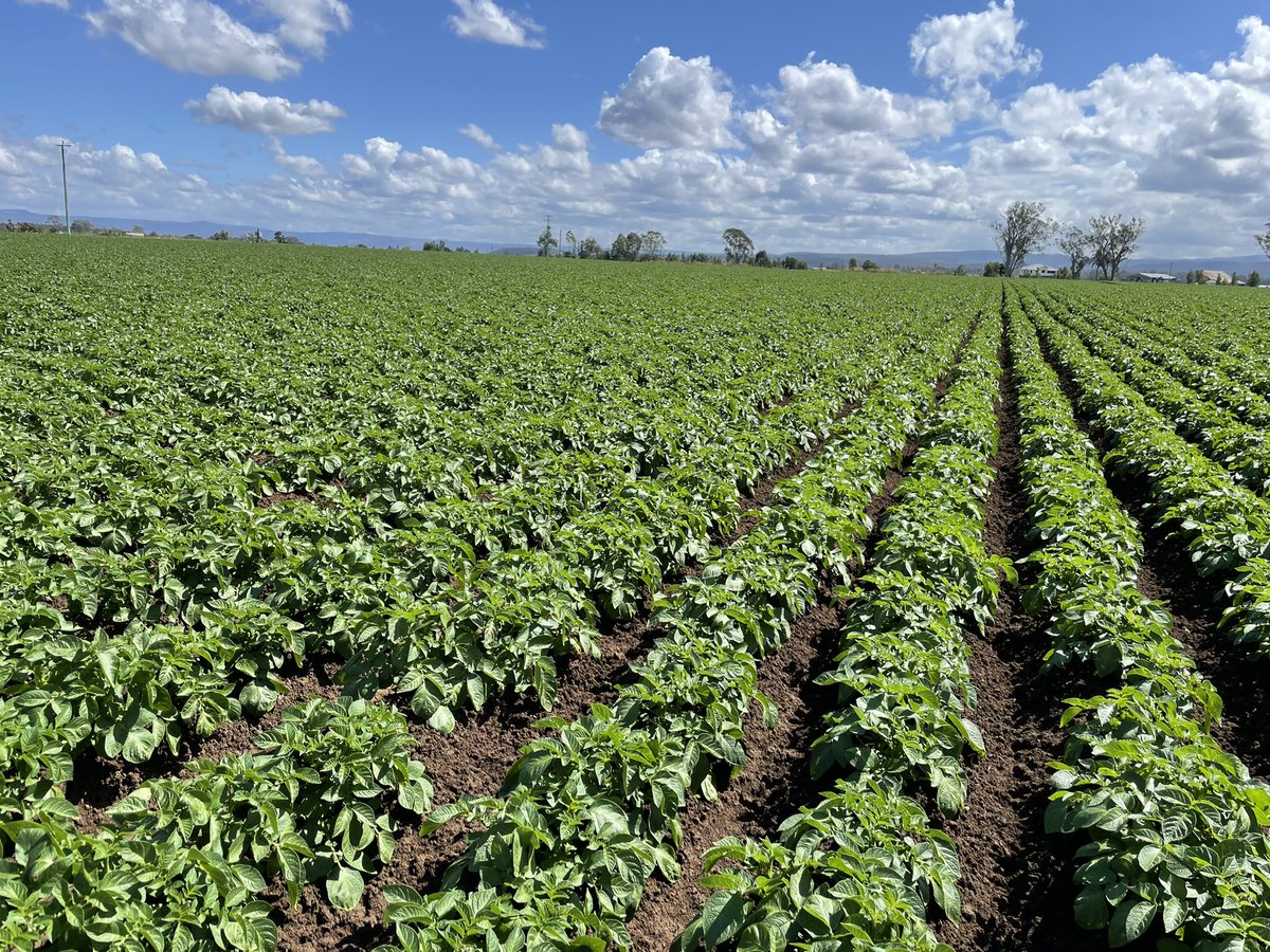 Shaun Cleary tweet media