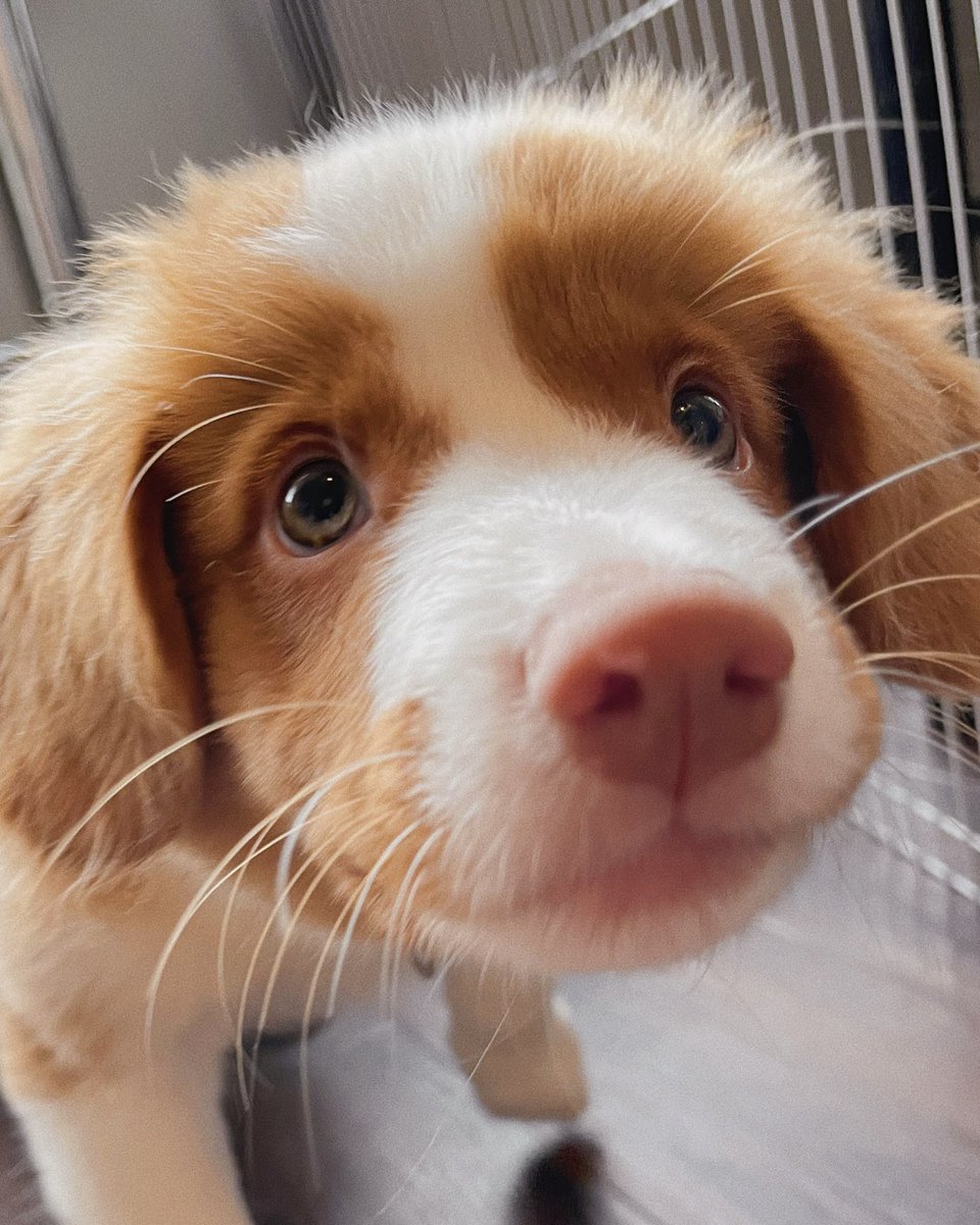 joeyesque's tweet photo. @CBC this is Peanut! pick Peanut! https://t.co/esbmmexrQB