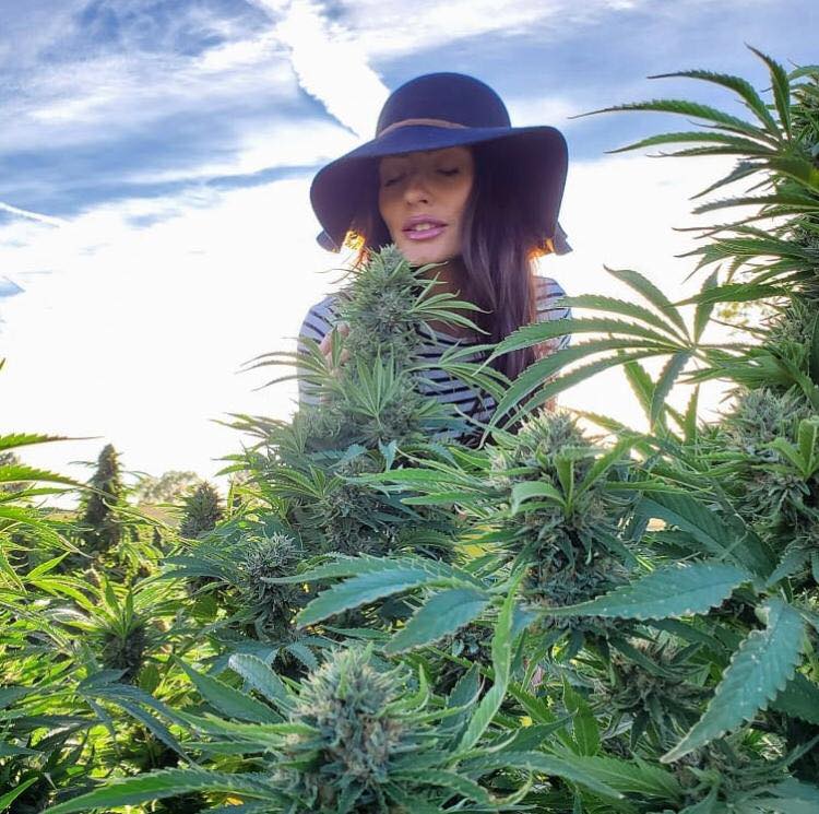 Cannabis Hub tweet media
