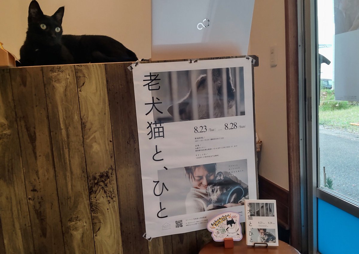 chacoaqua's tweet photo. わんちゃんねこちゃんのチャリティー写真展「老犬猫と、ひと」のDMをお配りしてます。8/23〜28東京弘重ギャラリーにて開催、全国どこから���も見られるオンライン写真展も同時開催！@THISPHOTO_KYOTO 
私の不注意でポスターがへなへなに…😭🙏そして梱包材に描いてくれた踊る猫が素敵すぎて額装決定😻✨ https://t.co/kZCfaFa5yQ