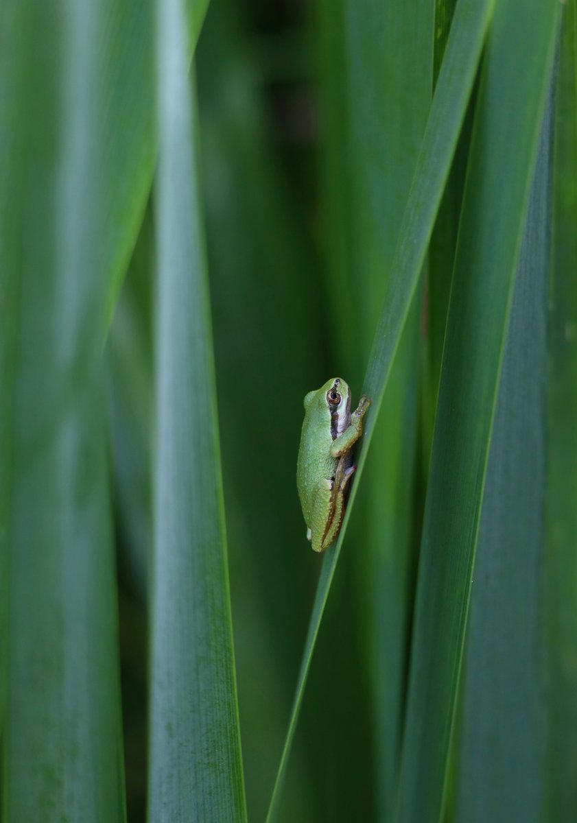 Hiromi Goto tweet media