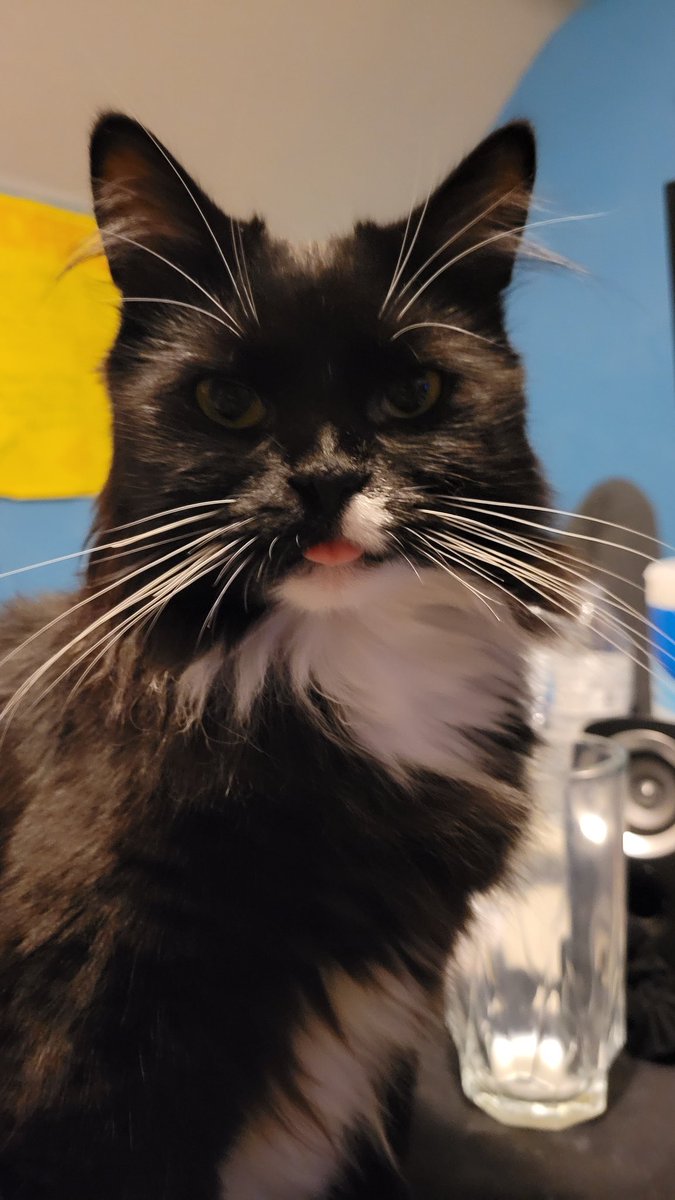 Fimbulv's tweet photo. thread of a very special cat in my life. Mei https://t.co/oqiZhmgARg