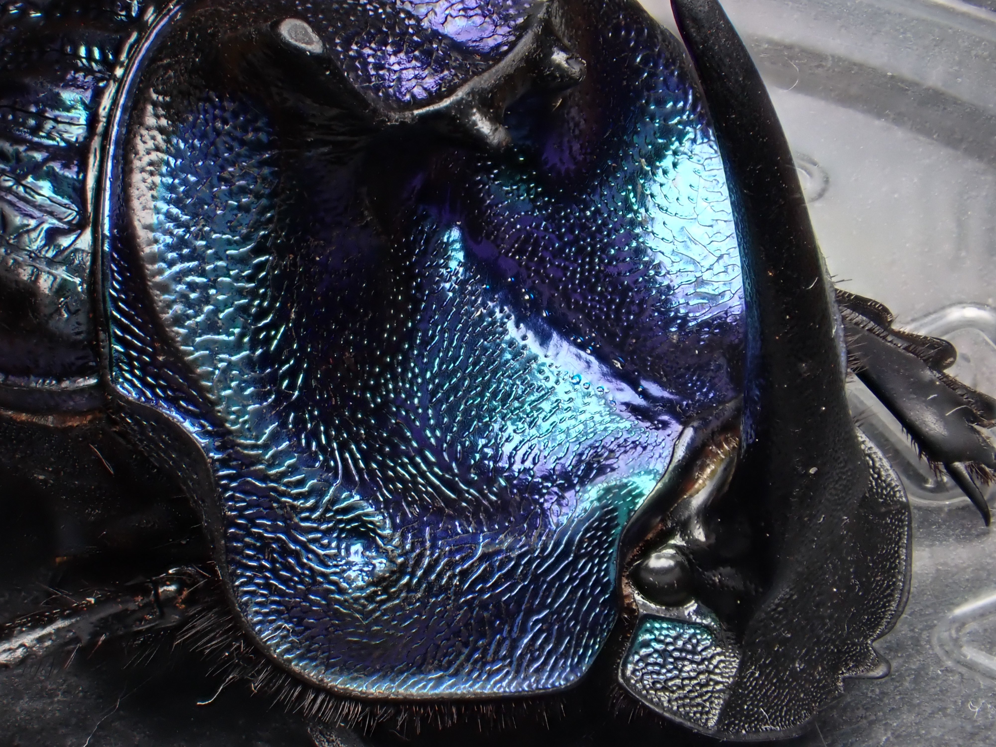 Damaster & Carabus on X: Damaster & Carabus on X: