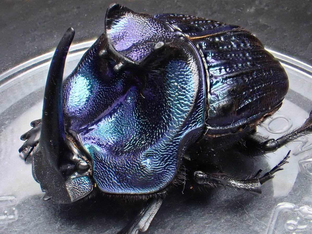 Damaster & Carabus on X: Damaster & Carabus on X: