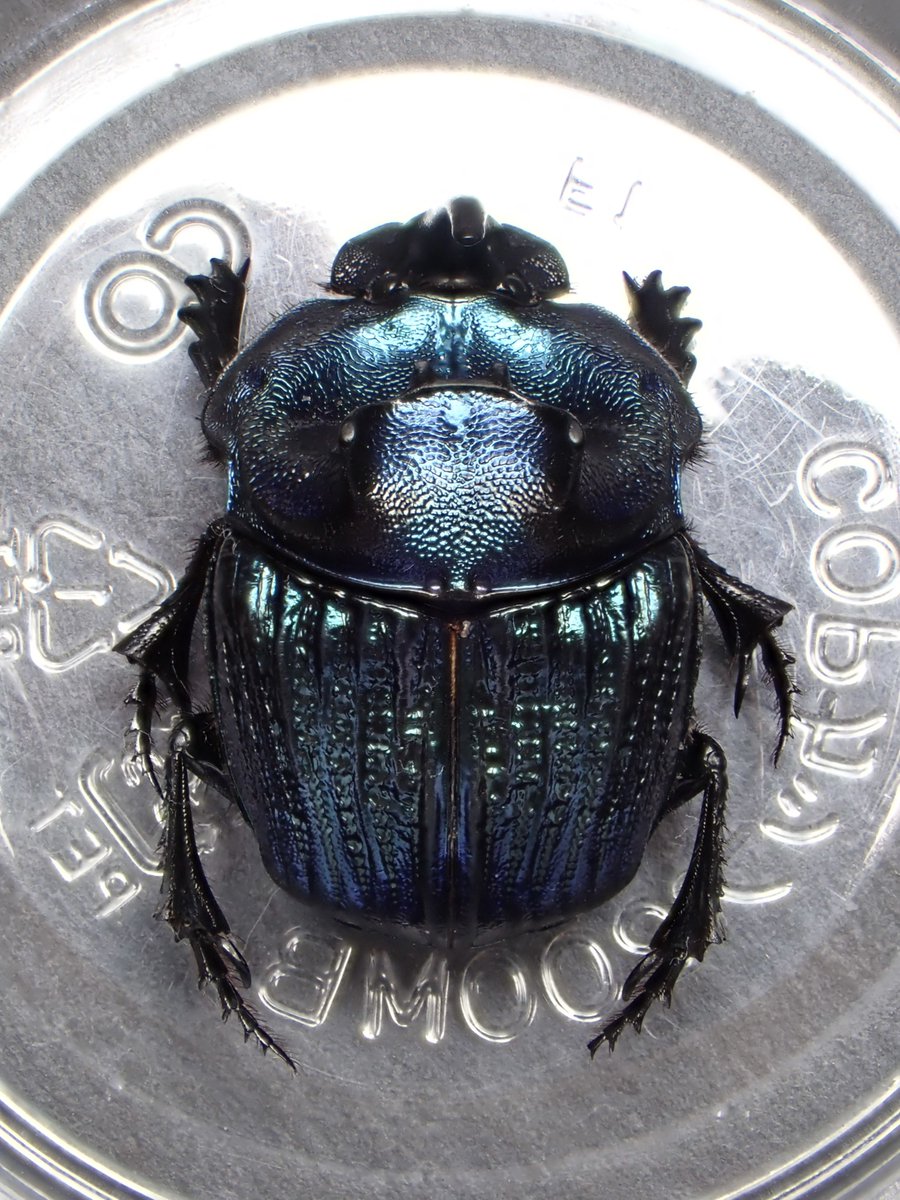 Damaster & Carabus on X: Damaster & Carabus on X:
