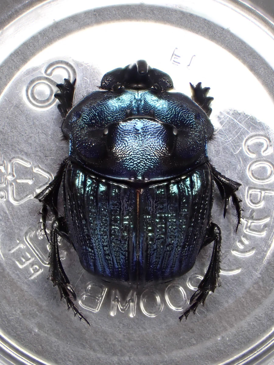 大型！47.5mmランシフェルニジダイコクコガネ C.lancifer FaA6yjxVUAAaBeg?format=webp&