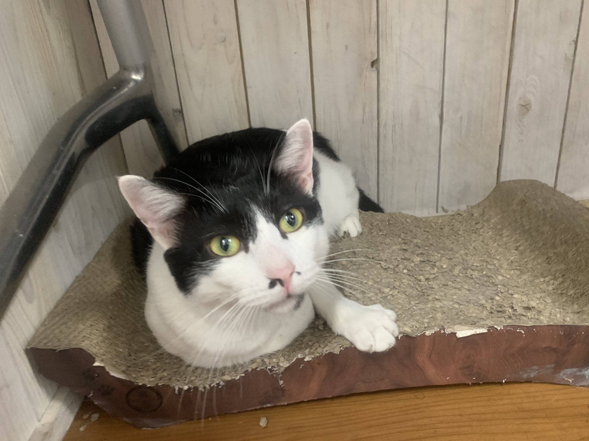 滋賀保護猫 Twitter Search Twitter