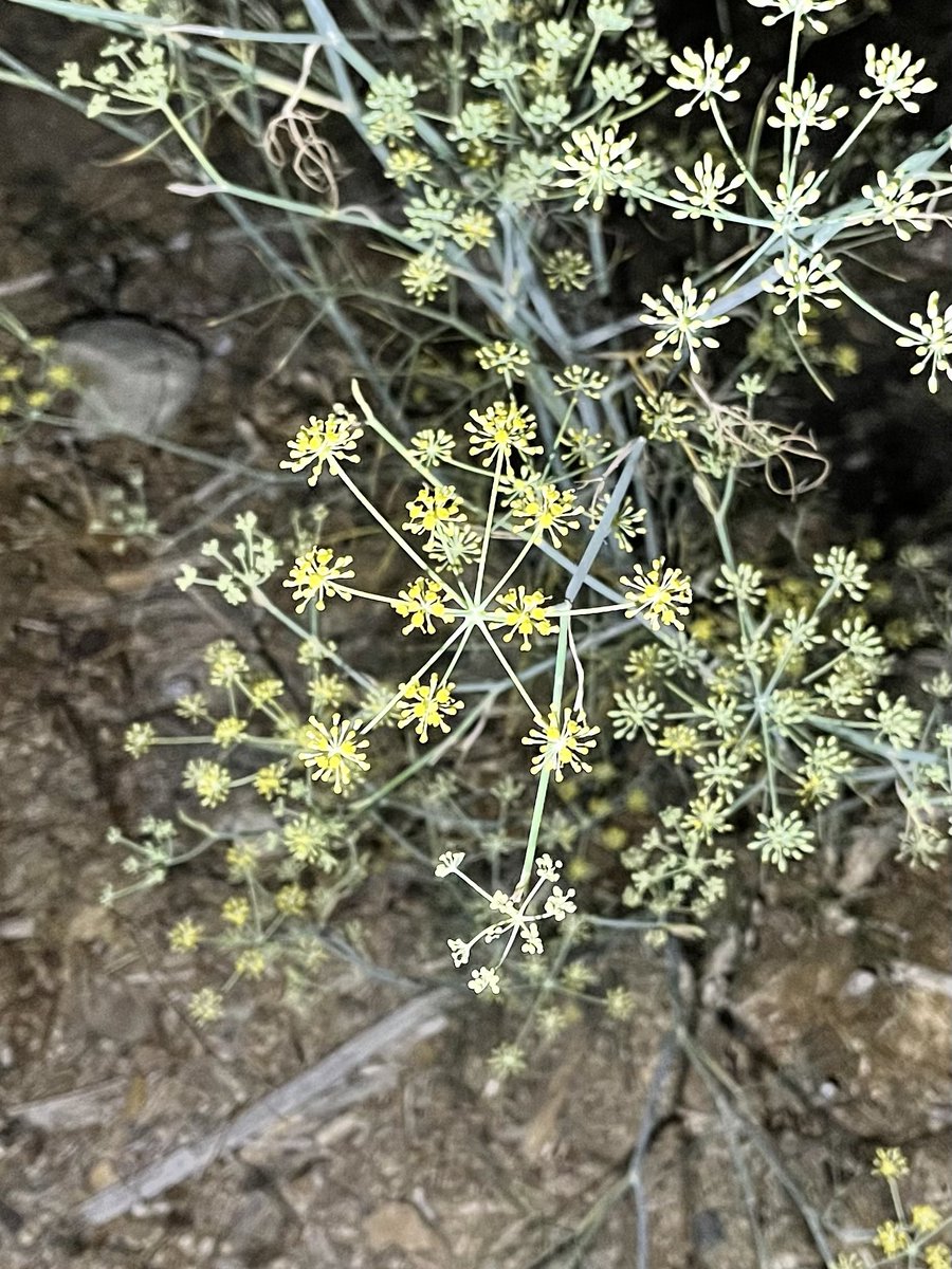 方舟子 on Twitter hedge parsley)、加州艾蒿(California mugwort)。"