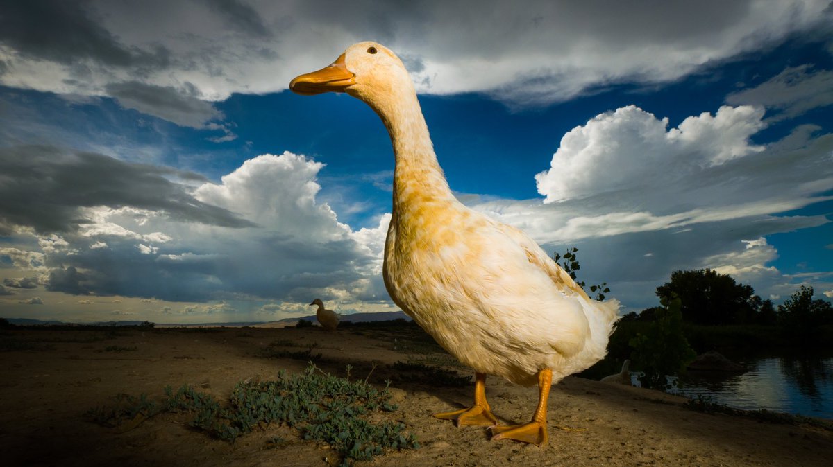 DuckFoodBot's tweet photo. the ducks are waiting for their daily snack

(retweet to send a treat https://t.co/bCx4zPvQWf) https://t.co/c24tlZRdmY