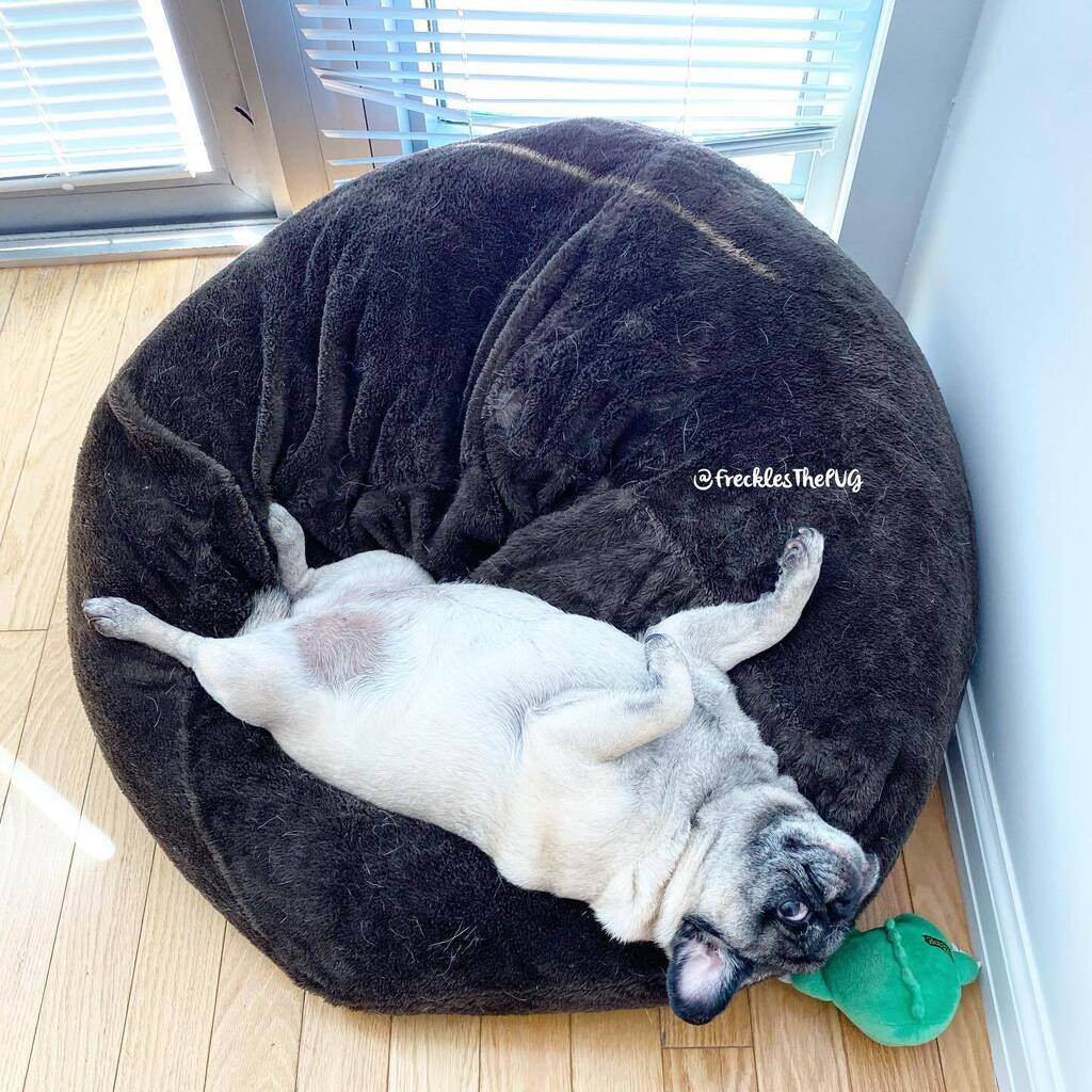 FrecklesThePUG's tweet photo. it’s hot in NYC
#pug https://t.co/BKn9mDfMlb https://t.co/V9UVWUQLKJ