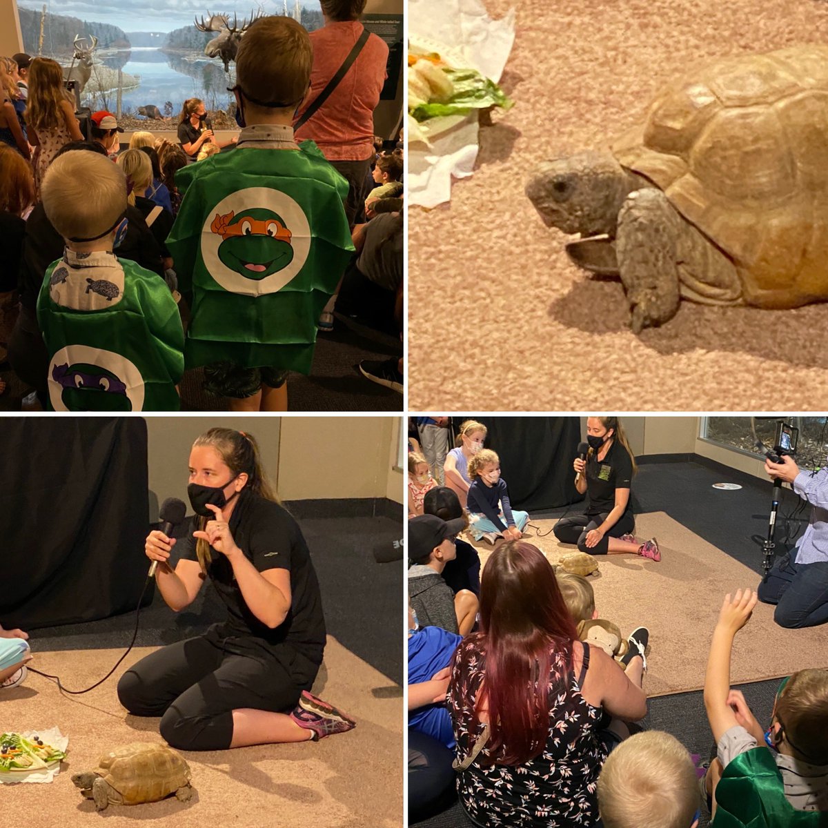 berducky's tweet photo. Busy day today! First up was a meet&amp;greet with the tortoise of the hour - Gus! ❤️🐢

#Gus100 #happybirthday #birthdayparty #museumsorbust #summer #staycation #gophertortoise  #halifax #novascotia @MNH_Naturalists @NS_Museum https://t.co/FRv9DlUDvT