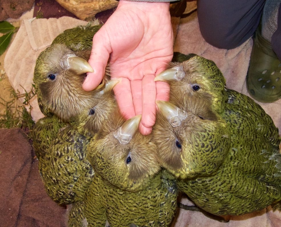 Not everything since 2016 has been bad: the #kakapo population has grown by 100% since then! 252 are alive today. #kakapo2022 #conservation Pic: Deidre Vercoe