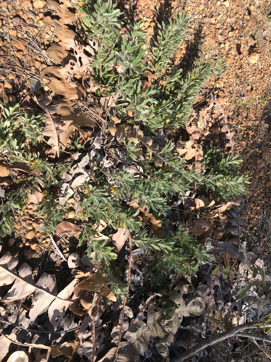 Fittzzyy's tweet photo. #Grevillea centristigma from the Whicher Scarp south east of Busselton, WA #Proteaceae https://t.co/EBXnJqb9Kb