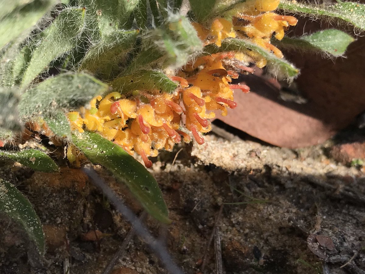 Fittzzyy's tweet photo. #Grevillea centristigma from the Whicher Scarp south east of Busselton, WA #Proteaceae https://t.co/EBXnJqb9Kb