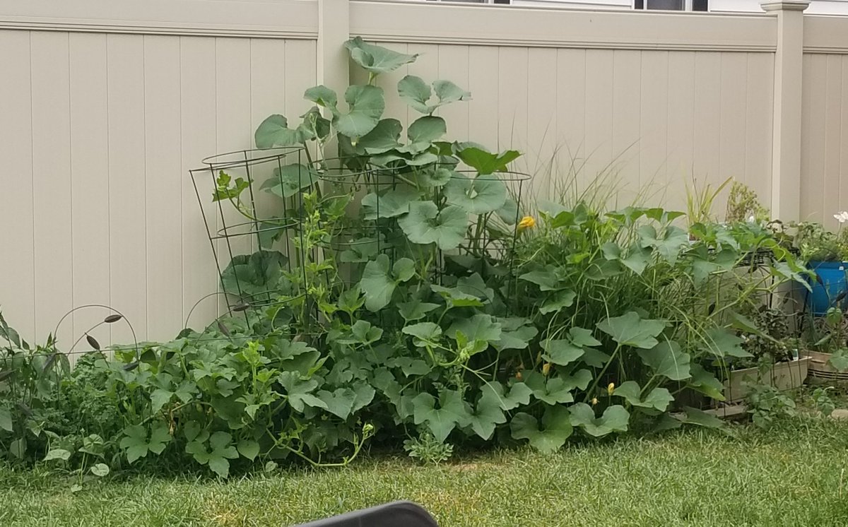 GennaReneeH's tweet photo. Unfortunately these are all probably toxic since I didn't know what I was doing when I planted them, but I've enjoyed having a freakishly overgrown squash garden 

I'll just stick to cucumbers next year  🥒 https://t.co/BRXpl1pWqE