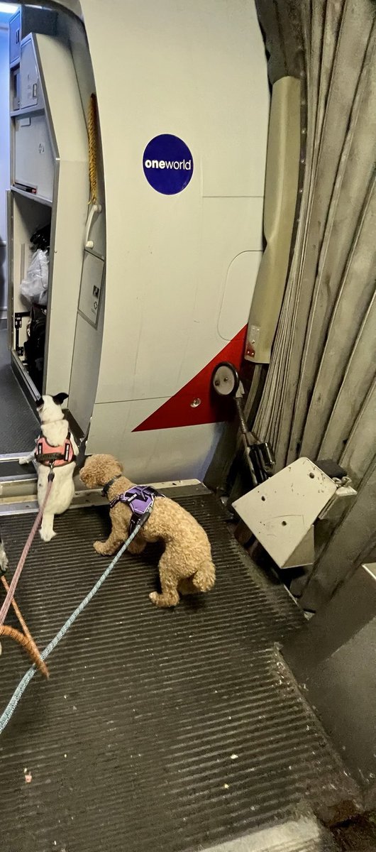 dcuf33's tweet photo. @AmericanAir @iflymia supports #serviceanimals https://t.co/liYAM60QND