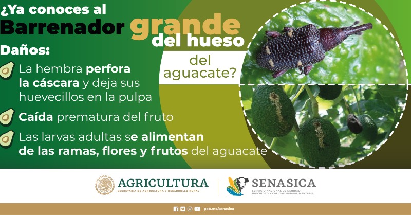 SENASICA's tweet photo. México cuenta actualmente con 88 municipios y 9 zonas reconocidas oficialmente como zonas libres de barrenadores del hueso del aguacate 🥑
#aguacate #plagas #barrenador https://t.co/X3VG0vG2nS