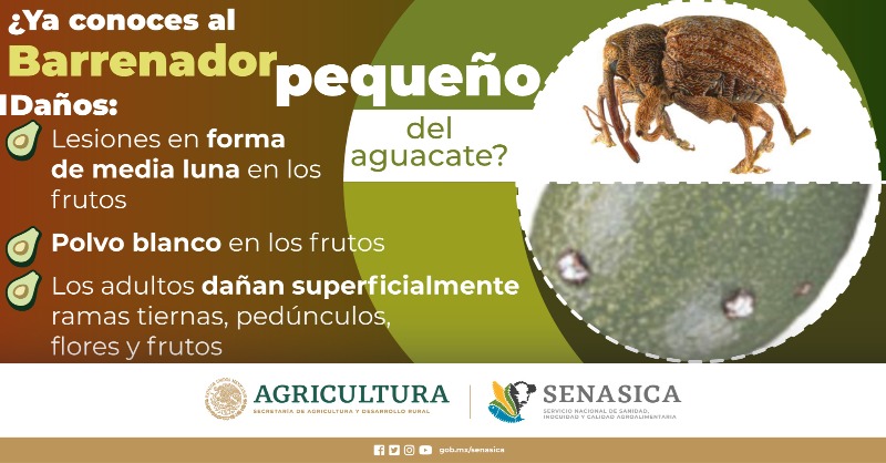 SENASICA's tweet photo. México cuenta actualmente con 88 municipios y 9 zonas reconocidas oficialmente como zonas libres de barrenadores del hueso del aguacate 🥑
#aguacate #plagas #barrenador https://t.co/X3VG0vG2nS