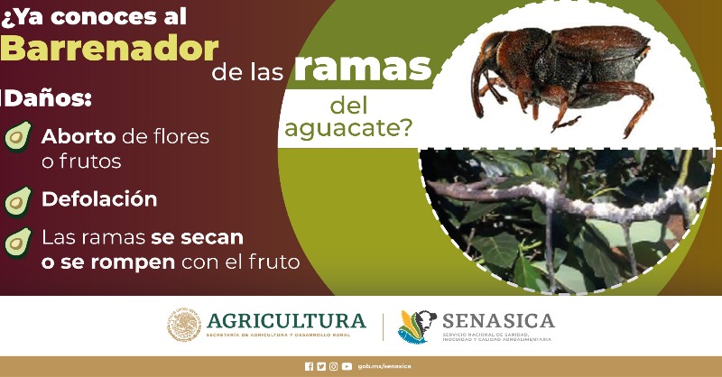 SENASICA's tweet photo. México cuenta actualmente con 88 municipios y 9 zonas reconocidas oficialmente como zonas libres de barrenadores del hueso del aguacate 🥑
#aguacate #plagas #barrenador https://t.co/X3VG0vG2nS