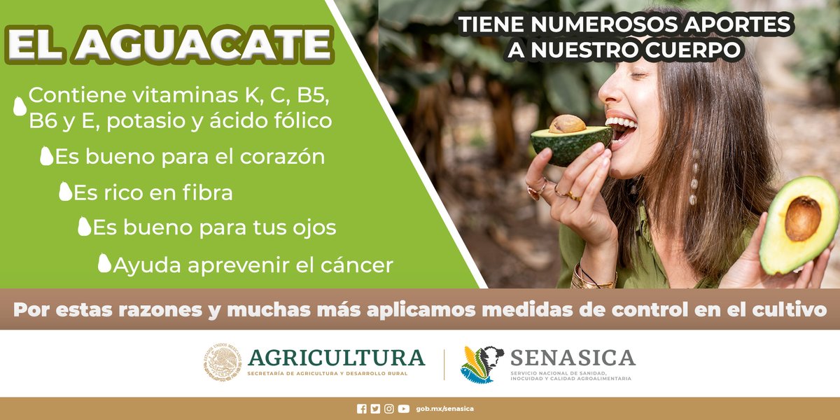 SENASICA's tweet photo. El 80% de la producción nacional de aguacate, proviene de zonas libres de plagas 🥑
#aguacate #plagas #barrenador https://t.co/aq0Nnp2Zk9