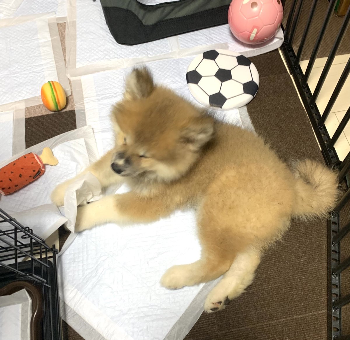 朝起きて「居る…犬が…」と思いました 