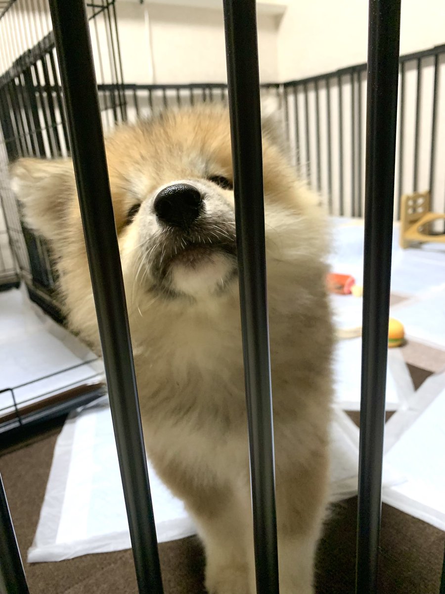 朝起きて「居る…犬が…」と思いました 