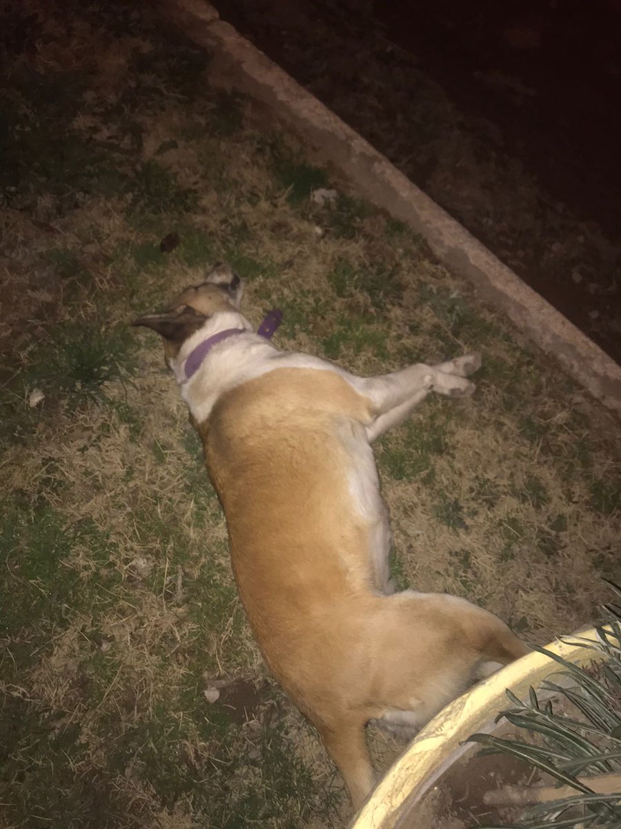 Con que necesidad de andar envenenando perros en la calle, cuál es la razón?que poco corazón la gente.