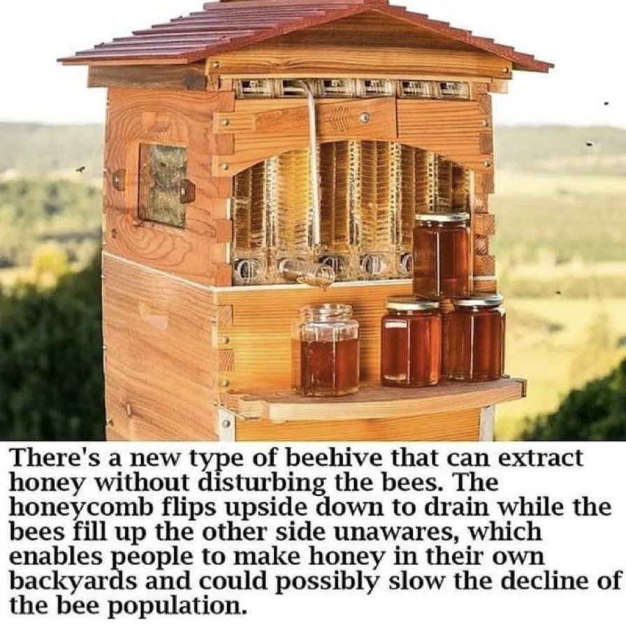 start_prepping's tweet photo. 🐝❤️ #Sustainability #bees https://t.co/Rimo0HGK4A