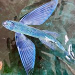 ジェネレーションギャップ!美しき魚の写真を見た水族館館長と実習生のやり取りが面白い!