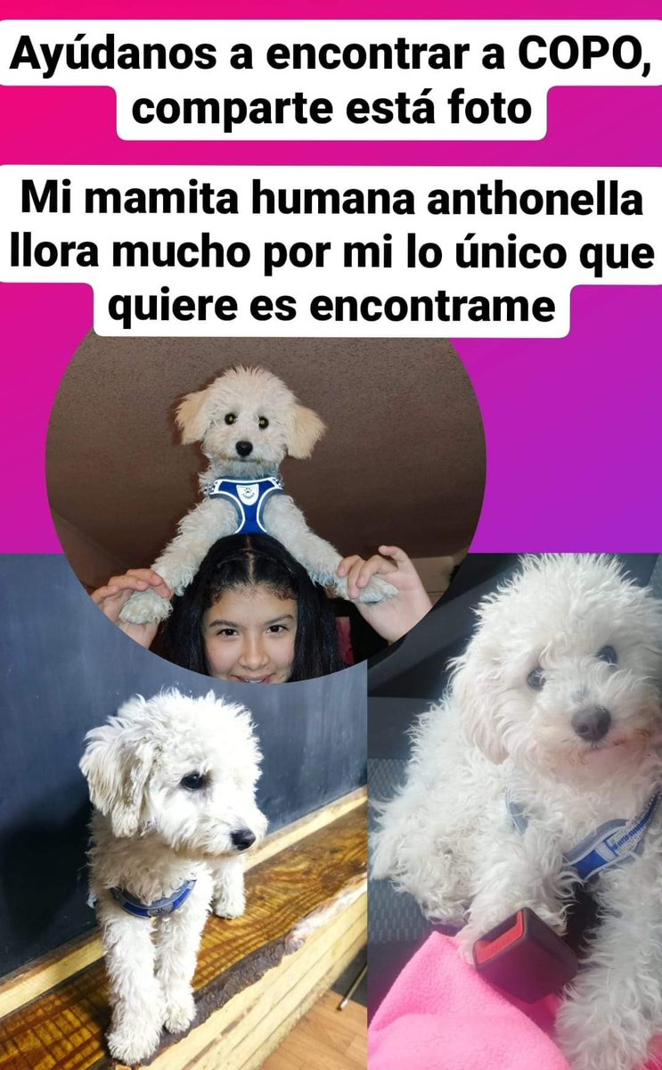 Se busca éste bebé. Si lo tienen retenido porfa 56996976630. Se perdió alt.V.Mackenna/frente liceo T. Peñaflor. Su dueña es pequeña. Ayuden a difundir🙏