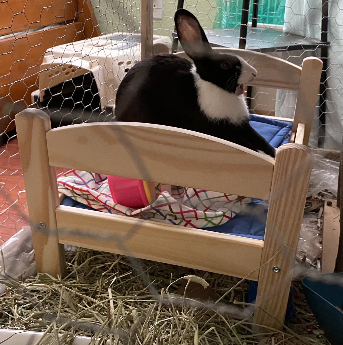 BonjourBabar's tweet photo. Went to IKEA today with high hopes. Walked out with a bed for for my rabbit. https://t.co/vnl2rApII2