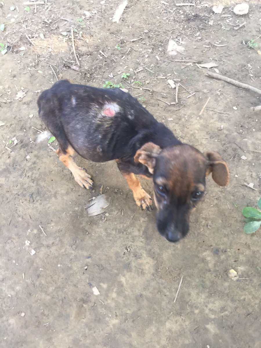 ciara (@ciaraeichholz) on Twitter photo A friend of mine is in the Amazon for work and has found a severely neglected puppy who needs veterinary care and to be taken to a rescue. What can we do? <a href="/cochahuasi/">Santuario Cochahuasi</a> <a href="/FUNDACINHUELLI2/">FUNDACIÓN HUELLITAS PERRUNAS</a> <a href="/PenFarthing/">Pen Farthing</a> A friend of mine is in the Amazon for work and has found a severely neglected puppy who needs veterinary care and to be taken to a rescue. What can we do? <a href="/cochahuasi/">Santuario Cochahuasi</a> <a href="/FUNDACINHUELLI2/">FUNDACIÓN HUELLITAS PERRUNAS</a> <a href="/PenFarthing/">Pen Farthing</a>