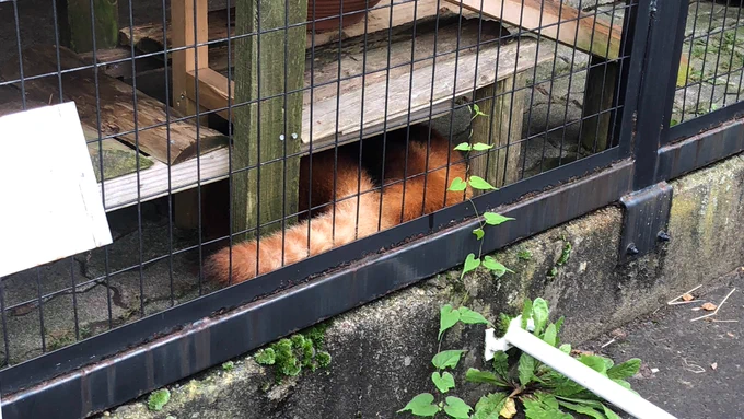 子レッサーじゃれつき 