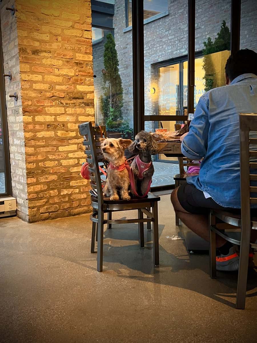 If you take your #Dog to the #Brewery you’re gonna want to take your dog to the #Metaverse .. 🤷🏽‍♂️ We don’t make the rules .. that’s Abby &amp; Fox, adorbs 😍 #DogsofTwittter #NFTCommunity