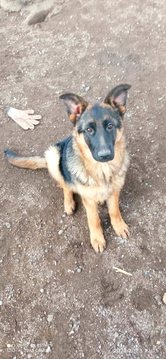 Lampa se busca, se perdió desde Colín c los Acacios. Si está retenido 56961388566 Porfa difundir grcs🙏