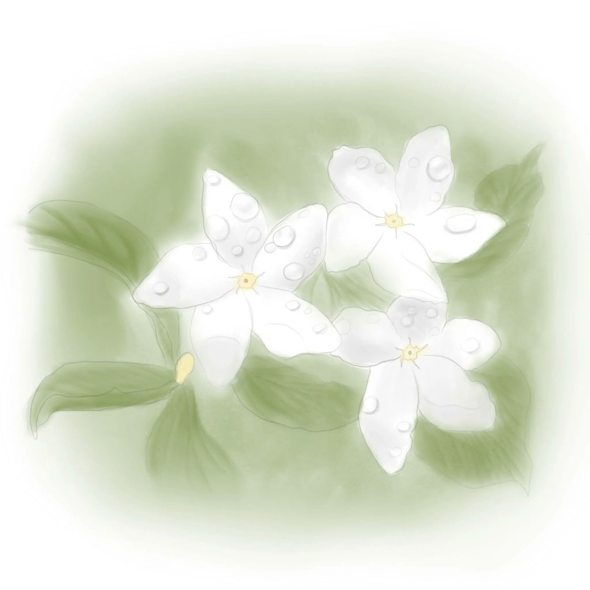 thejustlyproj's tweet photo. Jasminum sambac commonly known as Sampaguita was declared as the national flower of the Philippines by Governor-General Frank Murphy in 1934. Its white flower is believed to symbolize purity, fidelity, and hope. #dojustly https://t.co/WZO6EYR7tM