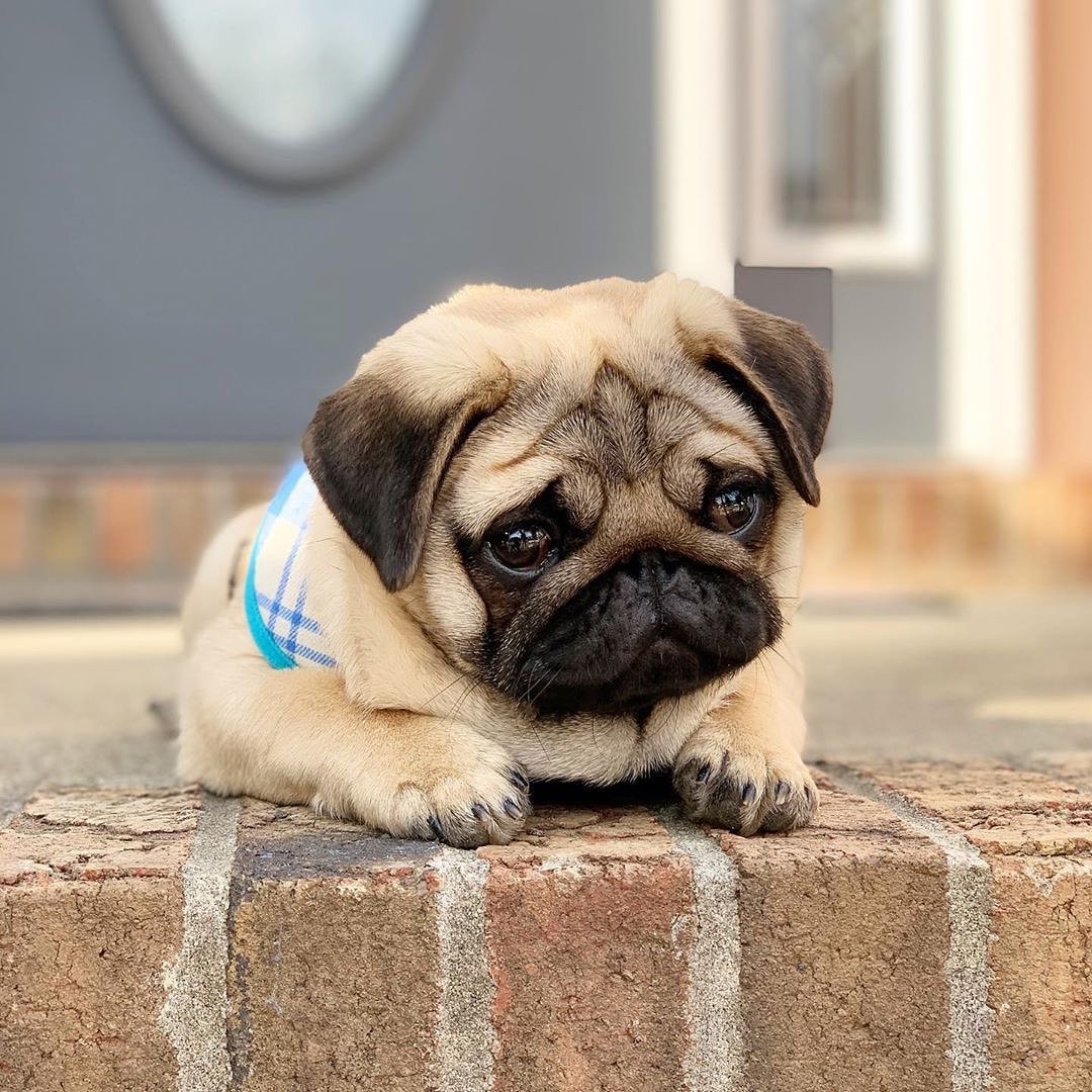 PugMom (@pug_o_holic) on Twitter photo 