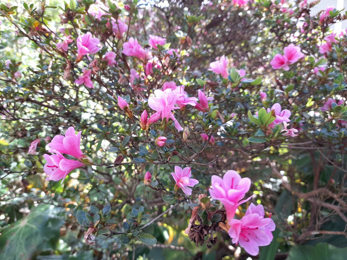 PaintedGalah's tweet image. Out &amp;amp; about recently.
End of winter. #SydneySpring