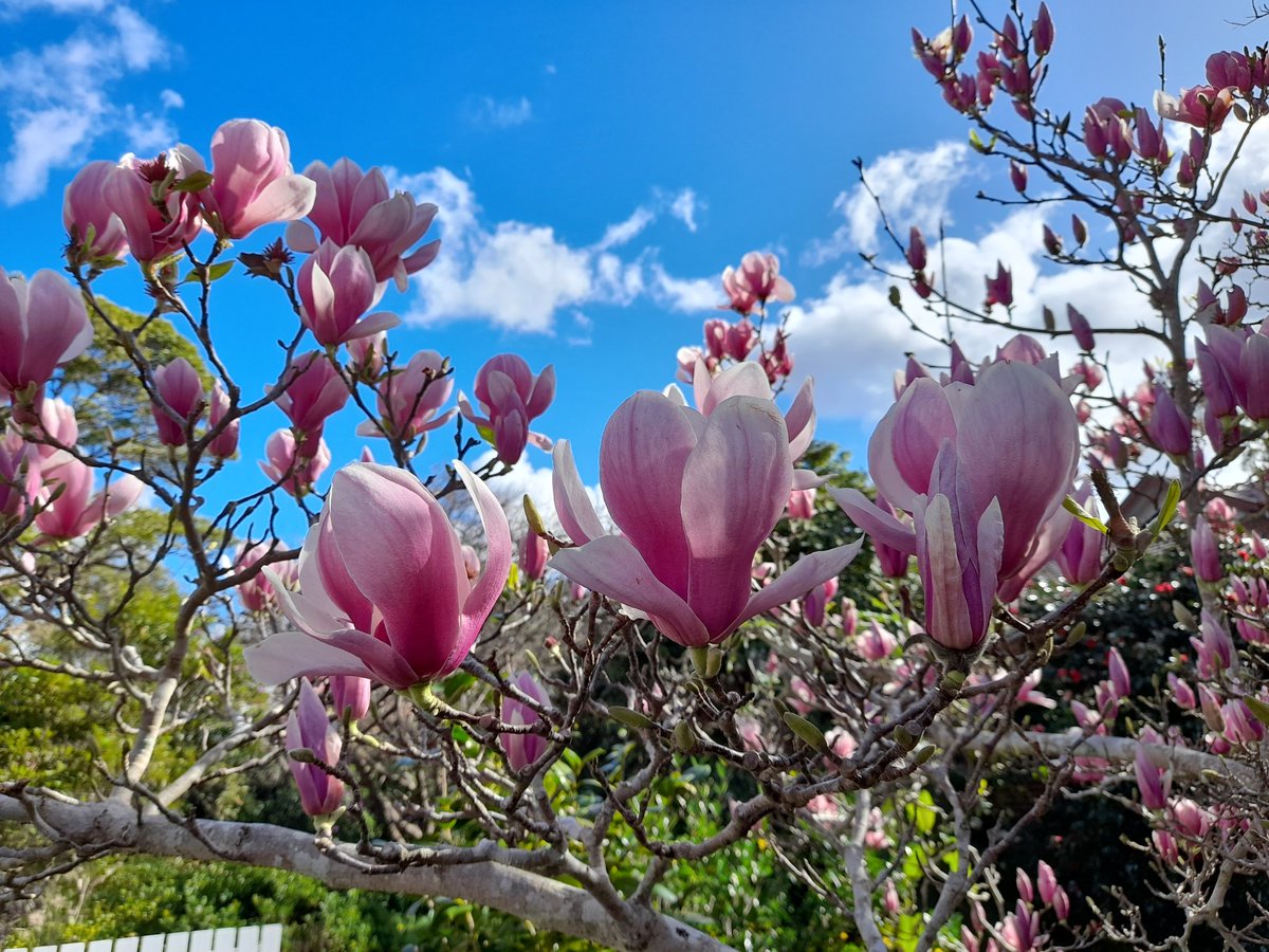 PaintedGalah's tweet image. Out &amp;amp; about recently.
End of winter. #SydneySpring