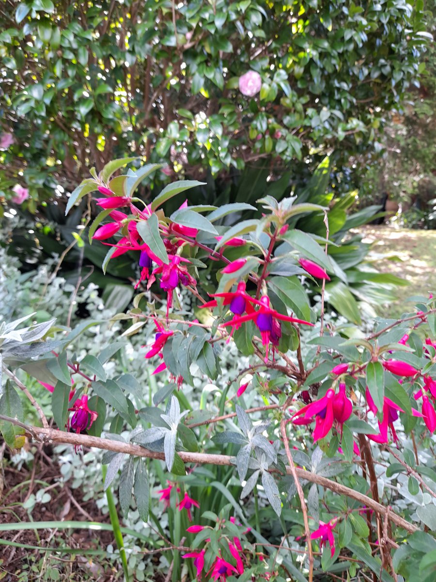 PaintedGalah's tweet image. Out &amp;amp; about recently.
End of winter. #SydneySpring