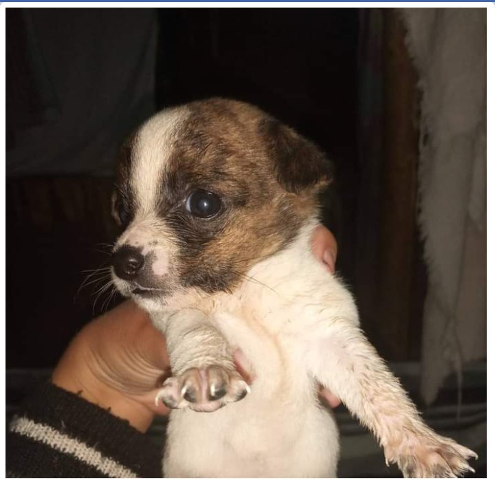 TuayudaesONG's tweet photo. ADOPCIÓN RESPONSABLE 💛

🐾Machitos
🐾40 días
🐾Raza chica

➡️ Contacto: 2622272737 https://t.co/uQoopSRxyP