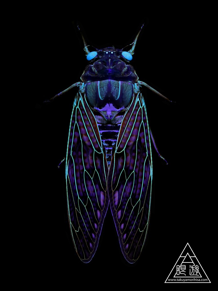 虫注意 夏休みの自由研究にピッタリ ブラックライトを当てたセミがサイバーチックでめちゃくちゃかっこいい Togetter