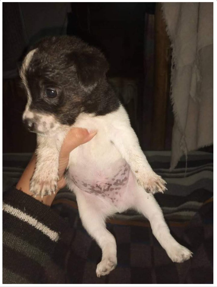 TuayudaesONG's tweet photo. ADOPCIÓN RESPONSABLE 💛

🐾Machitos
🐾40 días
🐾Raza chica

➡️ Contacto: 2622272737 https://t.co/uQoopSRxyP