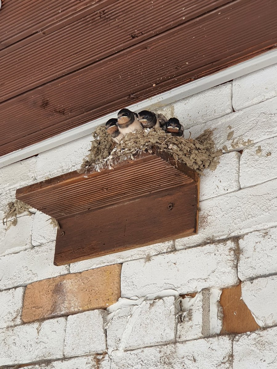 요즘은 보기어려운 제비집..