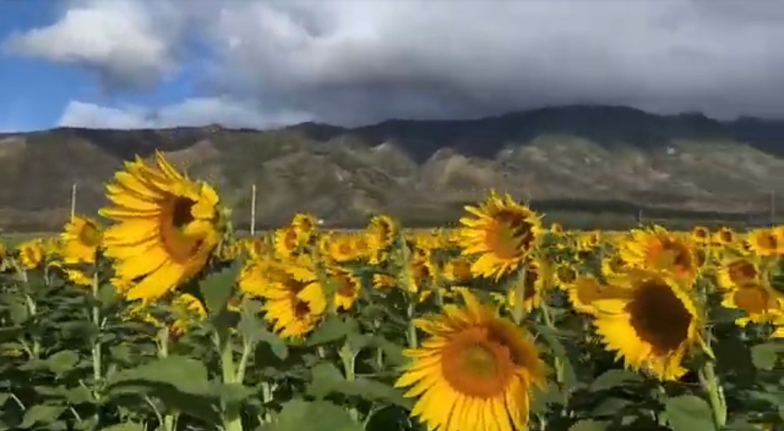 cproppe's tweet photo. Maui Sunflowers 🌻 from @pacificbiodiesel make the Biodiesel fuel ⛽️ for boats, trucks, ships 🚢 and jeeps.
Watch how it’s done ➡️ 🎥
https://t.co/TT7aYlfbzR
#sunflowers #maui #biodeisel #Transportation #ClimateAction https://t.co/6pisQ9GMIU